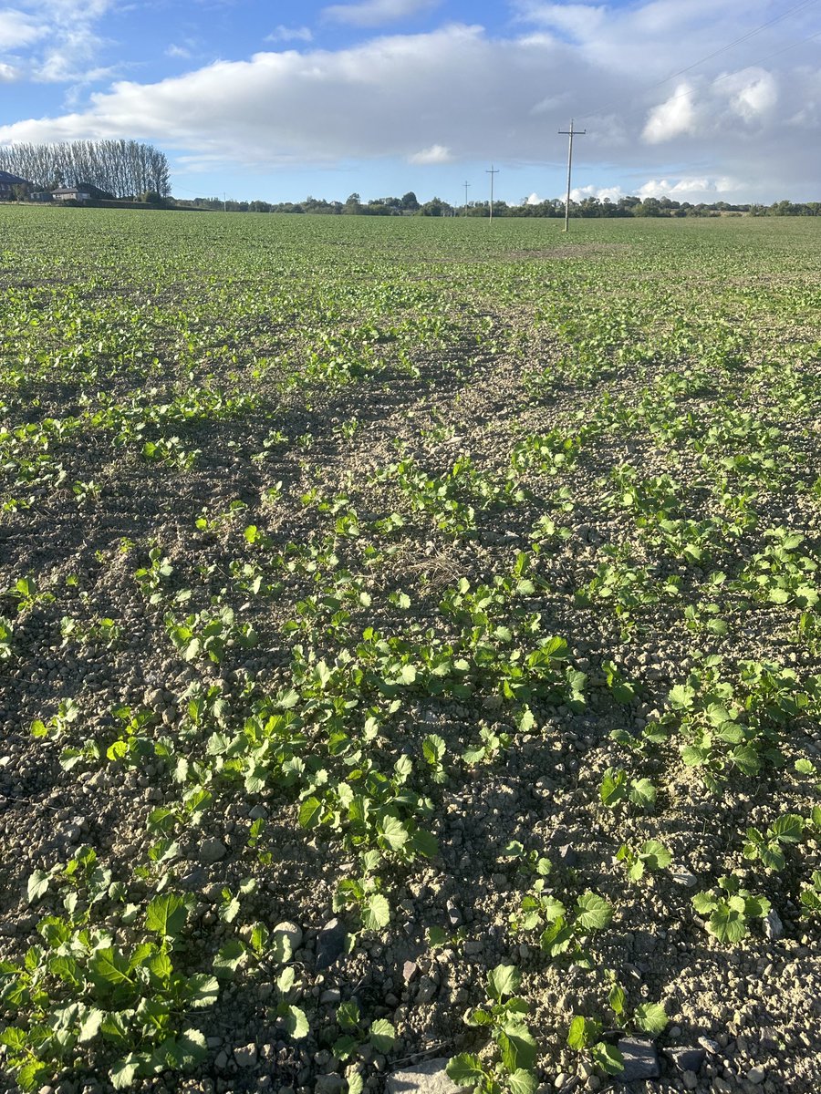 Pioneer oilseed PT312 &amp; PT315, well established now! 🙏🏻