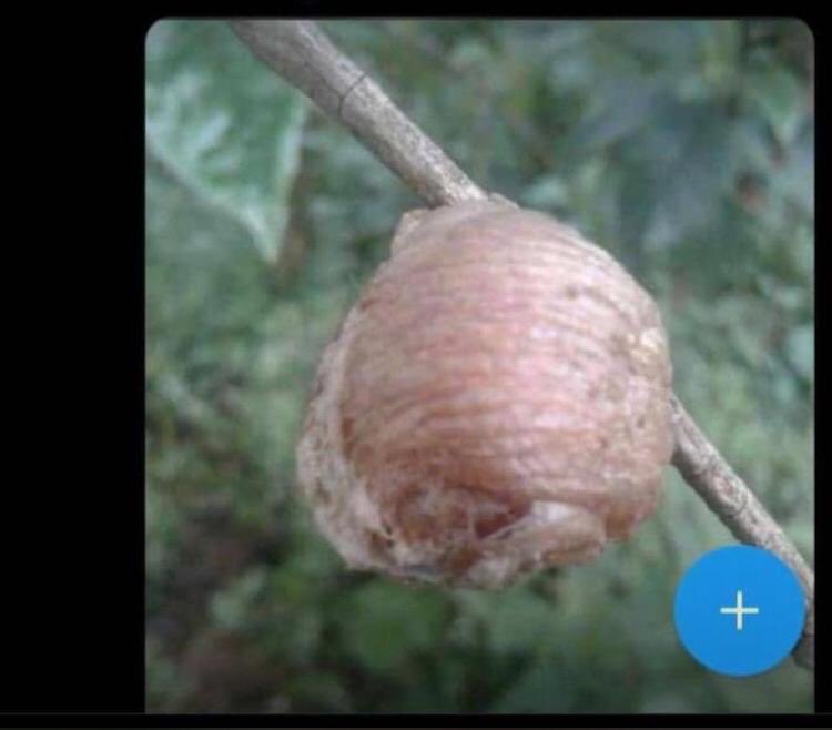 Ninde ukizi?