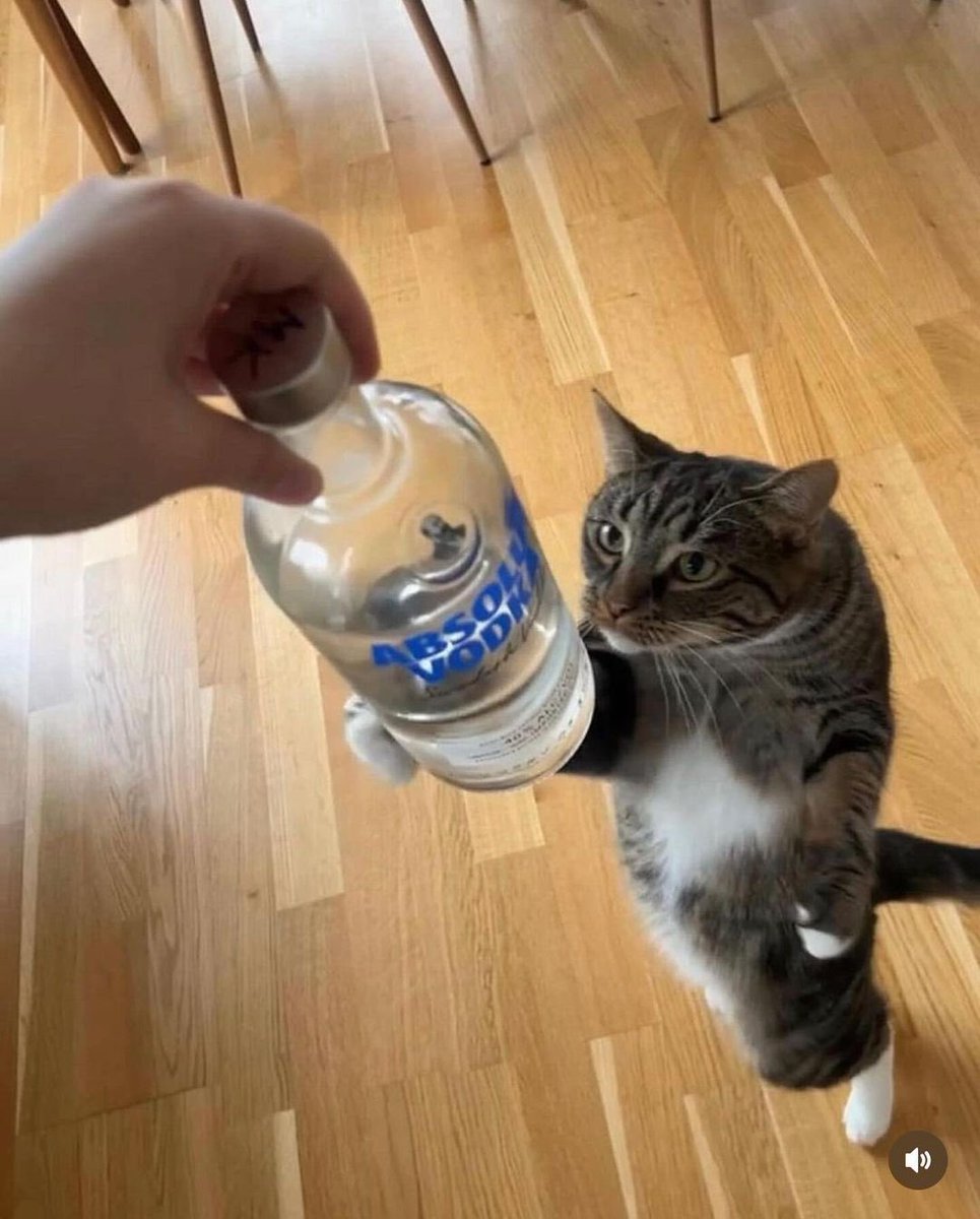 catpicsdealer's tweet photo. https://t.co/QnExEQvdYy