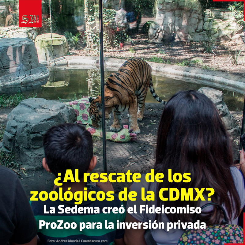 elsolde_mexico's tweet photo. 😎🐺 El primer proyecto de este fondo se centrará en la conservación del lobo mexicano.
👏🦍 La @SEDEMA_CDMX creó el Fideicomiso #ProZoo para modernizar los zoológicos capitalinos.
https://t.co/B7EEb6Dyo5
📷 Andrea Murcia I El Sol de México https://t.co/GMeSmVnosD