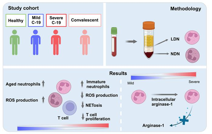 Dysfunctional neutrophils with a defect in arginase-1 release emerge during severe COVID-19 <a href="/JCI_insight/">JCI insight</a> <a href="/Conorisco/">Conor Finlay</a> <a href="/DwivedAm4/">Amrita Dwivedi</a>
insight.jci.org/articles/view/…