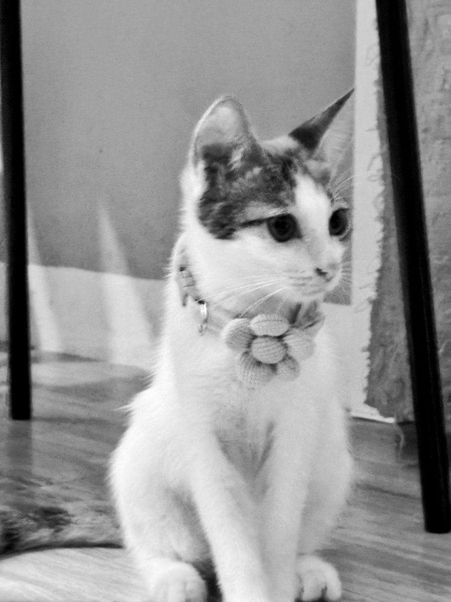 hazegln_'s tweet photo. run free, koy, run 🌈☹️ pahinga ka na, nak. you know how much we love you. naiiyak pa din ako sa nangyari. 😣😢 https://t.co/X3PVBgL2jh