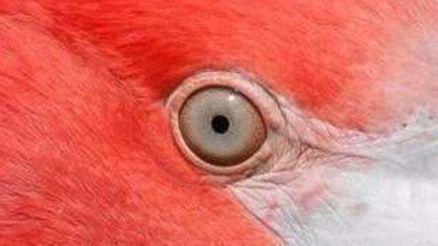 En muchos países visitan zoos para ver este animal que vive en Alicante dlvr.it/TD4Sqy <a href="/tetirounpique/">tetirounpique</a>