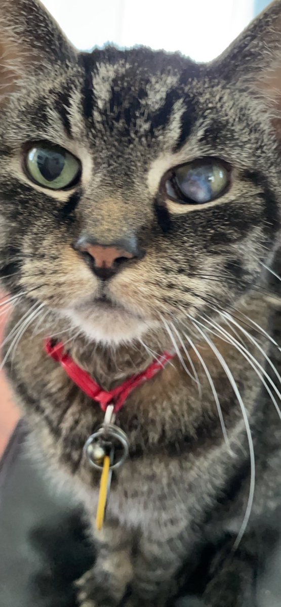 <a href="/BitchestheCat/">A Cat Named Bitches</a> #catsjudgingjd