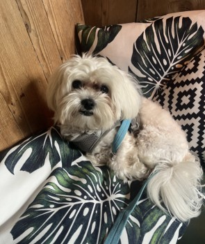 millypod1's tweet photo. 🆘18 JUNE 2024 #STILLMISSING #STOLEN??
YOUNG Maltese Male #ScanMe
Finsbury Park, on the Endymion Road side #London #N4 #FindTeddy #BringTeddyHome
Please join &amp; share this little boy - his owner is now really suffering and poorly😢
https://t.co/eqzmpqYPLs

https://t.co/C13GvnStAx https://t.co/x59pjCFXZc