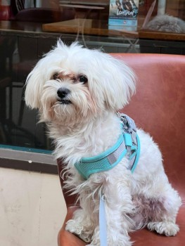 millypod1's tweet photo. 🆘18 JUNE 2024 #STILLMISSING #STOLEN??
YOUNG Maltese Male #ScanMe
Finsbury Park, on the Endymion Road side #London #N4 #FindTeddy #BringTeddyHome
Please join &amp; share this little boy - his owner is now really suffering and poorly😢
https://t.co/eqzmpqYPLs

https://t.co/C13GvnStAx https://t.co/x59pjCFXZc
