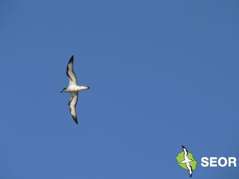 UMREntropie's tweet image. ‼️New Paper Alert‼️
Barau's petrel, as a bioindicator of plastic pollution in the South-West Indian Ocean: A multifaceted approach
sciencedirect.com/science/articl…
Led by Margot Thibault
@UMREntropie @Univ_Reunion @TheOceanCleanup @Univ_Toulouse #LEGOS #SOFTMAT #LOPS #SEOR @Oce57543