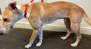 AdoptionsUk's tweet photo. Please retweet to help find the owner or a rescue space for this stray dog found #Hellesdon #Devon #UK 
Lurcher, thin, found 6 September. Now in a council pound for 7 days, he/she could be missing from another region please share widely. 
Proof of ownership required. 
Council reference 0609244113
Details if this is your dog or you can offer a rescue space in the link below👇
https://t.co/xRQJtwBnQ8

Please share wherever you are so that someone who can help sees this ✅✅✅

#dogs #dog #animals #pets #Lurcher #Lurchers #adoptdontshop #Rescuedogs #England