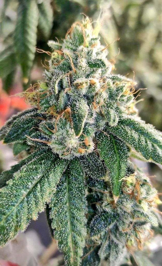 KannabiaSeedsDE's tweet photo. PURE SKUNK GO FAST โก๏ธโ๏ธ von #KannabiaSeeds ๐ฑ @KannabiaSeeds @Kannabia_US @IntKannabia
๐ท Credits: (IG) @taoshameless
Dankeschรถn !๐๐๐งก๐
โน๏ธ #PureSkunkGoFast #seeds ๐
https://t.co/AtDSYJOkeg
Fem โ๏ธ
Skunk+ x Auto Skunk+
Hybride mit Indicadominanz
40% #Rabatt
#newgenetics https://t.co/FiVQKUxqTm