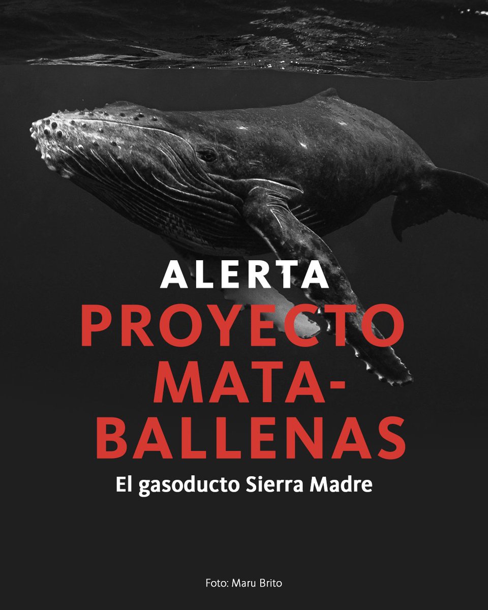 EsGasFosil's tweet photo. 🚨 ¿Una zona de sacrificio marina para pasar gas de EEUU a Asia? 🚨🌊🐋  

El proyecto #Saguaro de gas "natural" (fósil) pretende destruir el Golfo de California, sus ecosistemas y la vida de las comunidades pesqueras de la zona. 
🧵#BallenasOGas 🐋💥

Conoce más en el sitio:  https://t.co/RrDAkLe9bq

@CClimaticas @EsGasFosil #EsGasFósil #PuertoLibertad #Sonora #LNG #gasoducto #sierramadre #terminal #licuefacción