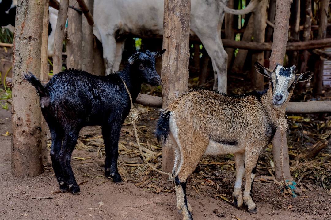 <a href="/Ibuka_Rwanda/">IBUKA Rwanda</a> kubufatanye n'umuryango <a href="/trocaire/">Trócaire</a> uyu munsi Mu Karere ka <a href="/NyagatareDistr/">Nyagatare District</a> batashye amazu 7 yasaniwe abatishoboye barokotse Jenoside yakorewe Abatutsi ndetse bahabwa ibikoresho byibanze n'amatingo magufi <a href="/Unity_MemoryRw/">Ministry of National Unity and Civic Engagement</a> <a href="/RwandaLocalGov/">Ministry of Local Government | Rwanda</a>