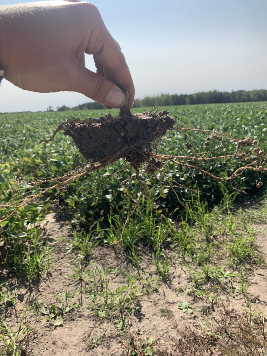 Are you only farming the top 3-4” of your soil? 
Here’s a great representation of a hard layer at 4” and what it does to your root system. 
#soil #compaction #scout24