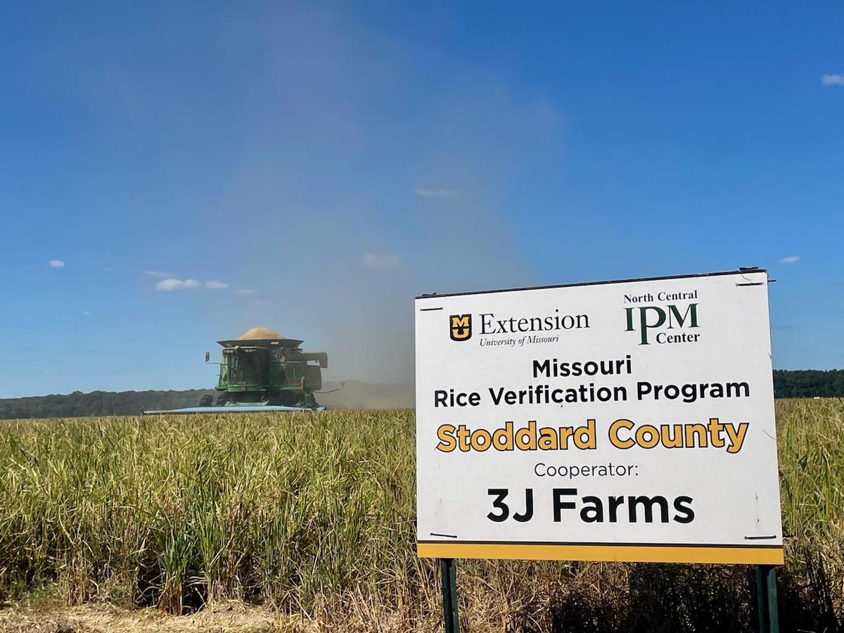 RobynMulloy's tweet photo. Finishing up harvest on the second verification field. #EatMoRice https://t.co/8BjGaXnE5I