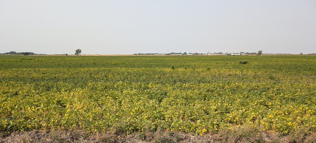 There's a wide range of maturity in the field today and it looks like harvest will continue for about the next 5 weeks.