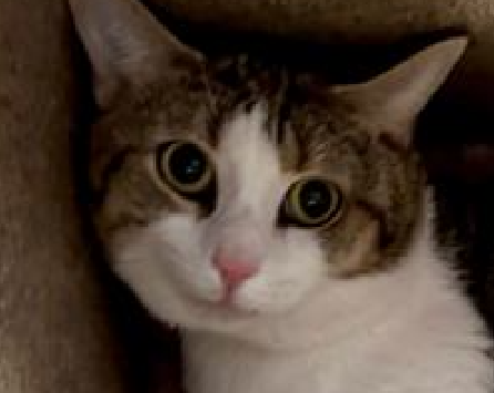 JLthekid9999's tweet photo. ππ SNOW, 6 YO, MALE β IN MANHATTAN ACC - came into the shelter as an aco - owner surrender on 5/20/2024, with the surrender reason stated as person circumstance- hoarding situation. ππ πΏ πΏ πΏ πΏ
β‘οΈTBD 9/12/24
β‘οΈ NEW HOPE RESCUE ONLY
β‘οΈ TOO LOW ON PLEDGES
β‘οΈππ 8TH Chance on Emergency Placement List β HIGHLY UNUSUAL AND SHELTER AT CAPACITY- NOW IS THE TIME TO ACT/HELP SNOW - HIGHEST EU/SILENT KILL RISKβππ π±π₯π₯π±
β‘οΈ 114 DAYS IN SHELTER
β‘οΈ SNOW IS ON THE EPL FOR BEHAVIORAL REASONS β He is not thriving in the care center and continues to display distance-increasing behavior when approached for interactions. He has not warmed up despite staff using treats to build a positive association. Due to his stress levels, it is in his best interest to move out of the kennel environment and into a stable home as quickly as possible. He would do best in a home with adopters who are willing to give him plenty of time and space to adjust, and who have experience with helping a fearful cat adjust to strangers. This designation often means the cat is given very little time for rescue/foster/adoption. π₯π₯π₯π₯
SNOW is displaying behaviors that preclude placement in the adoptions room and/or may require further investigation before placement in a home. He is extremely fearful in the shelter environment and does not currently tolerate petting or handling. ππΏππΏ
A Volunteer Writes: βOur boy Snow is looking for an angel, someone who understands scaredy cats and can give this skittish guy the time and space to really come out of his shell. Though he arrived at the Care Center from a home situation with some of his buddies, he's having a tougher than usual time adjusting. Snow is curious and accepts pettings, and his way of coping with his new environment is by hiding. We just know there's a good, sweet boy underneath his fearful exterior, and we're putting out the call to find him the safe forever home he deserves. Want to be the human who steps forward to give Snow the helping hand he needs? Introduce yourself to this handsome cat with the soft eyes in the cat adoption room today!β β€οΈ π»β€οΈ π»β€οΈ π»
NEEDS OUT OF SHELTER ASAP β
Please RT or pledge, if you can, to save this little one.
@AdamsPaulGrimke
@Love_Cats_One
ππΏπThank you