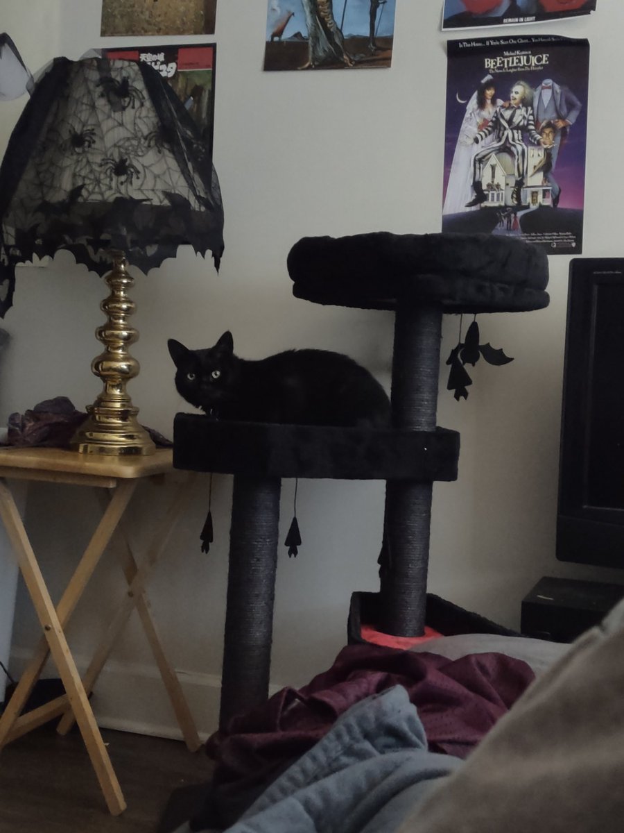 teaforthepoor's tweet photo. i got wybie a goth cat tree after more than a year of staring at it on my wishlist and i'm so glad she's actually using it https://t.co/BzyAytlMPA