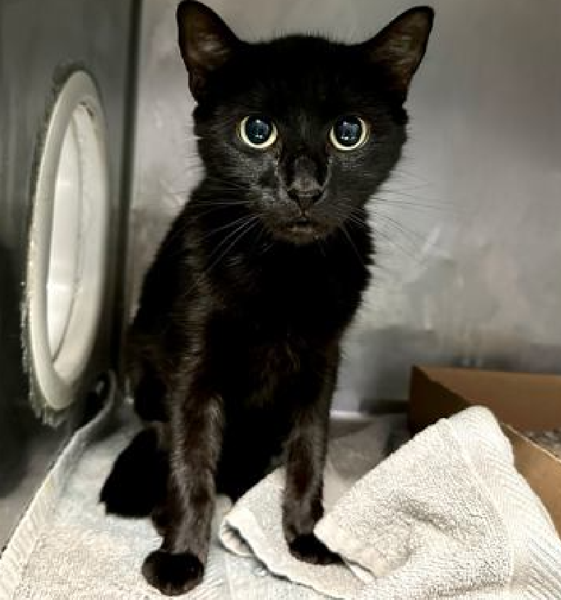JLthekid9999's tweet photo. ππ SIMBA, 7 YO, FEMALE β IN MANHATTAN ACC - came into the shelter as an owner surrender on 7/6/2024, with the surrender reason stated as person circumstance- moving - out of country. ππ πΏ πΏ πΏ πΏ
β‘οΈTBD 9/12/24
β‘οΈ NEW HOPE RESCUE ONLY
β‘οΈ TOO LOW ON PLEDGES β πππ
β‘οΈππ 10TH Chance on Emergency Placement List β 10 TIMES IS ALMOST UNPRECEDENTED β AND SHELTER AT CAPACITY - ALL HANDS ON DECK - NOW IS THE TIME TO ACT/HELP SIMBA - HIGHEST EU/SILENT KILL RISK- VERY LIKELY LAST CALLππ π±π₯π₯π±
β‘οΈ 67 DAYS IN SHELTER
β‘οΈ SIMBA IS ON THE EPL FOR BEHAVIORAL REASONS β She is not thriving in the care center and continues to display distance-increasing behavior when approached for interactions. She has not warmed up despite staff using treats to build a positive association. Due to her stress levels, it is in her best interest to move out of the kennel environment and into a stable home as quickly as possible. She would do best in a home with adopters who are willing to give her plenty of time and space to adjust, and who have experience with helping a fearful cat adjust to strangers.ππΏππΏ
SIMBA is displaying behaviors that preclude placement in the adoptions room and/or may require further investigation before placement in a home. She has tried to swat/is extremely fearful in the shelter environment and does not currently tolerate petting or handling. The behavior department feels that placement with a New Hope Partner is the best option at this time. This designation often means the cat is given little time for rescue/foster/adoption. π₯π₯π₯π₯
NEEDS OUT OF SHELTER ASAP β
Please RT or pledge, if you can, to save this little one.
@AdamsPaulGrimke
@Love_Cats_One
ππΏπThank you