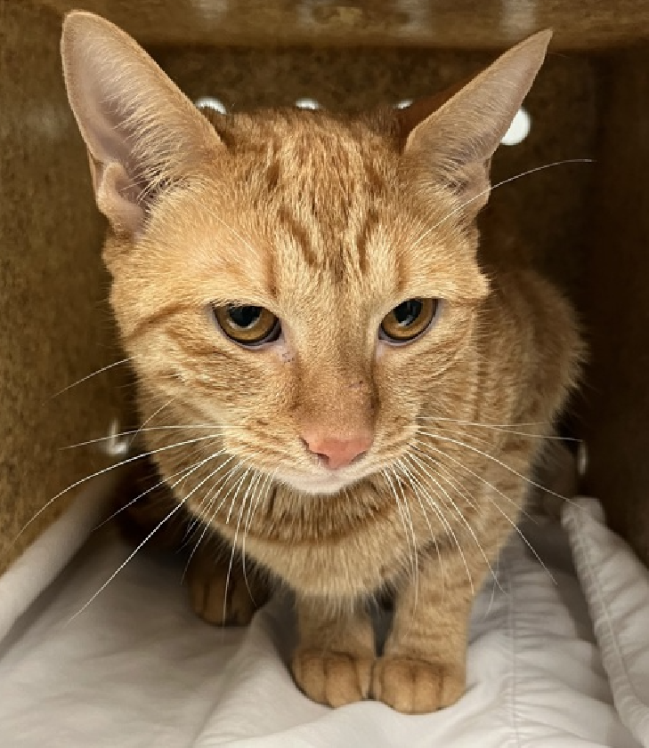 JLthekid9999's tweet photo. ππ HAZEL, 3 YO, MALE β IN QUEENS ACC - came into the shelter as an owner surrender on 8/17/2024, with the surrender reason stated as person circumstance- moving - no pets allowed. π πΏ πΏ πΏ πΏ
β‘οΈTBD 9/12/24
β‘οΈ NEW HOPE RESCUE ONLY
β‘οΈ TOO LOW ON PLEDGES
β‘οΈππ 4TH Chance on Emergency Placement List β BEYOND URGENT - LITTLE ROOM IN SHELTER β WILL NOT BE GIVEN MUCH MORE TIME β VERY HIGH EU/SILENT KILL RISK β ππ π±π₯π₯π±
β‘οΈ 25 DAYS IN SHELTER
β‘οΈ HAZEL IS ON THE EPL FOR BEHAVIORAL REASONS β She is not thriving in the care center and continues to display distance-increasing behavior when approached for interactions. She has not warmed up despite staff using treats to build a positive association. Her previous owner reports that she was very active, playful, and preferred contact on her own terms. Due to her stress levels, it is in her best interest to move out of the kennel environment and into a stable home as quickly as possible. She would do best in a home with adopters who are willing to give him plenty of time and space to adjust, and who have experience with helping a fearful cat adjust to stranger. This designation often means the cat is given very little time for rescue/foster/adoption. π₯π₯π₯π₯
HAZEL is displaying behaviors that preclude placement in the adoptions room and/or may require further investigation before placement in a home. She has tried to swat, bite, is extremely fearful in the shelter environment, and does not currently tolerate petting or handling. The behavior department feels that placement with a New Hope Partner is the best option at this time. ππΏ
NEEDS OUT OF SHELTER ASAP β
Please RT or pledge, if you can, to save this little one.
@AdamsPaulGrimke
@Love_Cats_One
ππΏπThank you