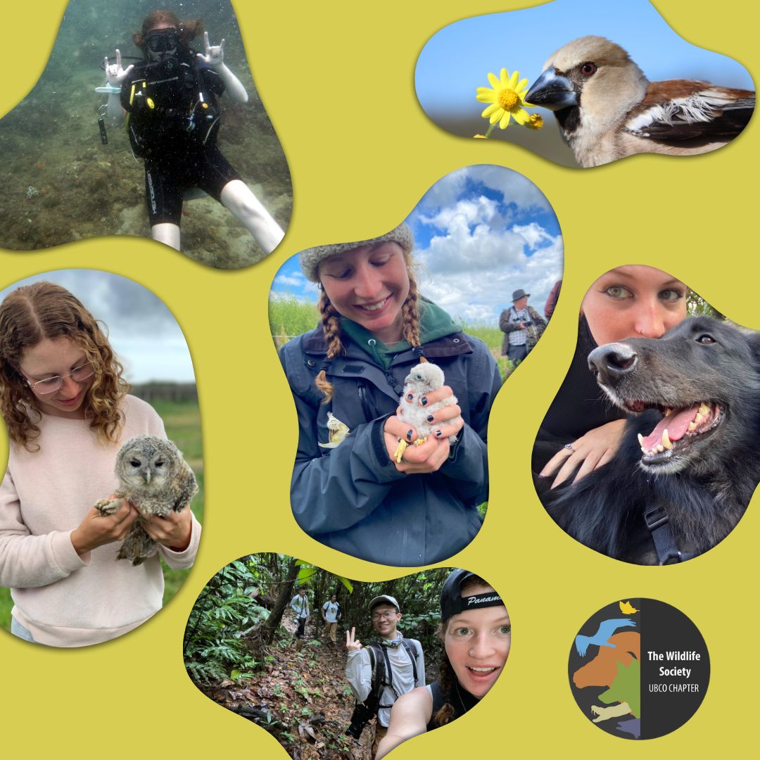 Welcome back to day two of getting to know our executive team for this year! Today is Isis Khalil, your vice president!

Learn more about Isis on our Instagram: instagram.com/p/C_vvnIPS2aS/…

Stay safe and stay wild! 🦉🌸☘️

#thewildlifesociety #ubc #ubco #ubcokanagan #wildlife #suo