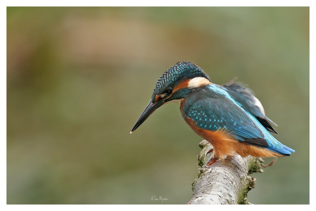 Russ Myners (@russmyners) on Twitter photo One from this morning <a href="/WWTLlanelli/">WWT Llanelli Wetland Centre</a> #kingfisher <a href="/WWTworldwide/">WWT</a> <a href="/Natures_Voice/">RSPB</a> <a href="/RSPBCymru/">RSPB Cymru</a> @CoedCadw <a href="/itvcoastcountry/">ITV Coast & Country</a> <a href="/hertskingfisher/">π’π
πππΎπ€π±πππΎππ</a> One from this morning <a href="/WWTLlanelli/">WWT Llanelli Wetland Centre</a> #kingfisher <a href="/WWTworldwide/">WWT</a> <a href="/Natures_Voice/">RSPB</a> <a href="/RSPBCymru/">RSPB Cymru</a> @CoedCadw <a href="/itvcoastcountry/">ITV Coast & Country</a> <a href="/hertskingfisher/">π’π
πππΎπ€π±πππΎππ</a>