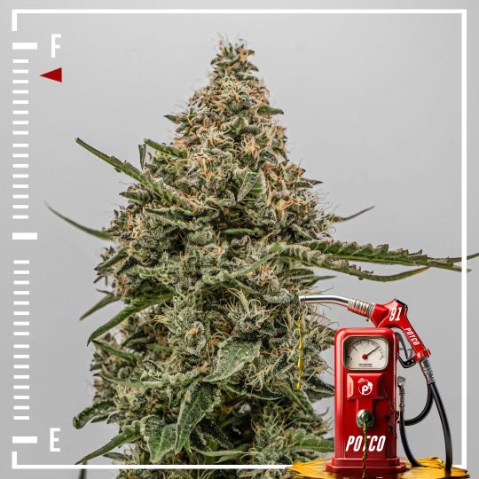 GasolineDept's tweet photo. Fresh Flowers

Black cherry gelato and orange zkittles https://t.co/j3ayZv4P6h