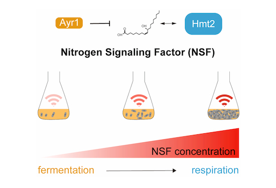 The EMBO Journal (@embojournal) on Twitter photo Nitrogen signaling factor triggers a respiration-like gene expression program in fission yeast
Marc Bühler <a href="/MarcBhler4/">Marc Bühler</a> <a href="/FMIscience/">FMI science</a>, Yoko Yashiroda <a href="/riken_en/">RIKEN</a> and colleagues
embopress.org/doi/full/10.10… Nitrogen signaling factor triggers a respiration-like gene expression program in fission yeast
Marc Bühler <a href="/MarcBhler4/">Marc Bühler</a> <a href="/FMIscience/">FMI science</a>, Yoko Yashiroda <a href="/riken_en/">RIKEN</a> and colleagues
embopress.org/doi/full/10.10…