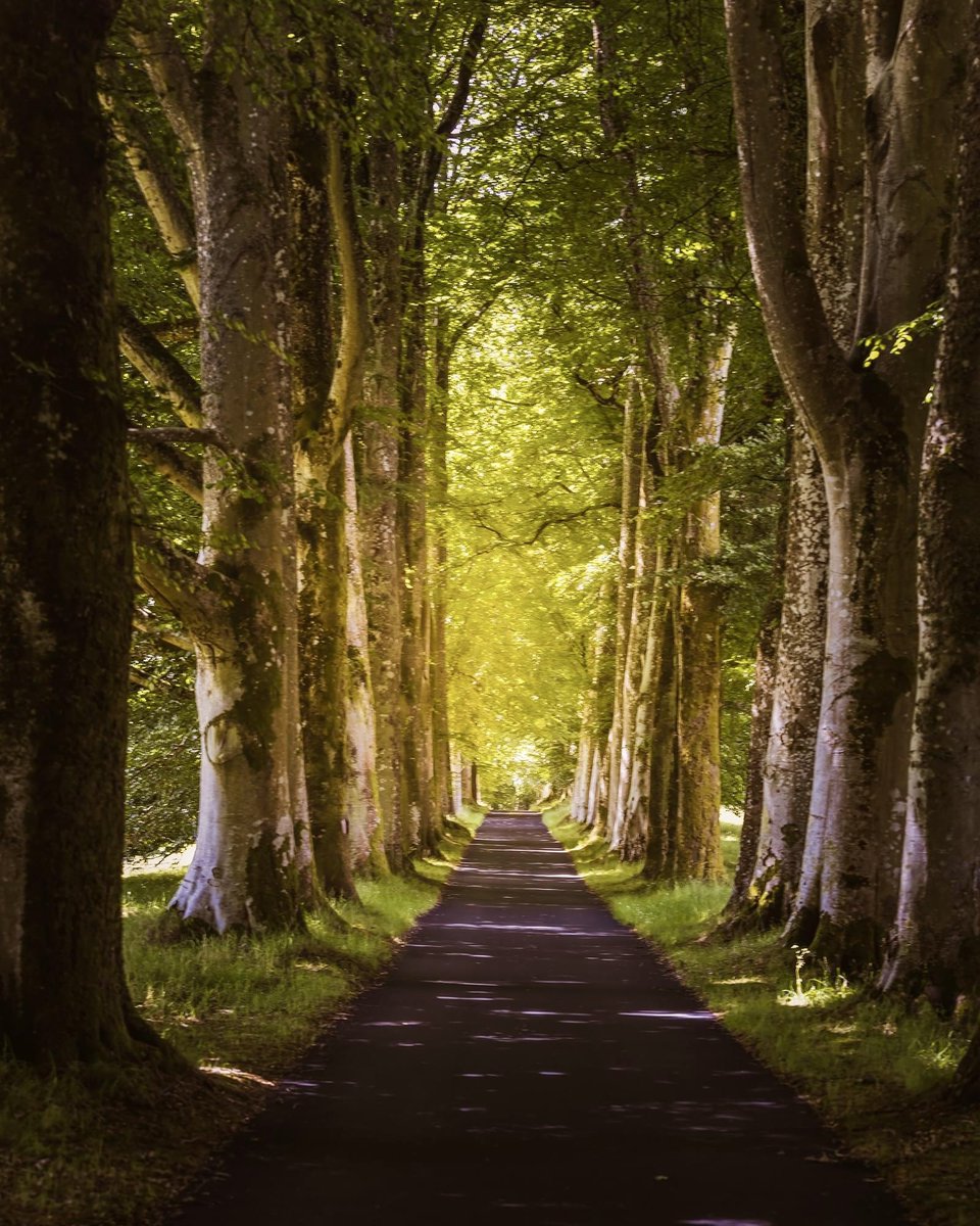 Avenue of Light.

Can’t remember exactly where this was. It was on our way home from the Falls of Dochart, but…???!! Old age! 🤣 #landscapephotography #avenueoflight
