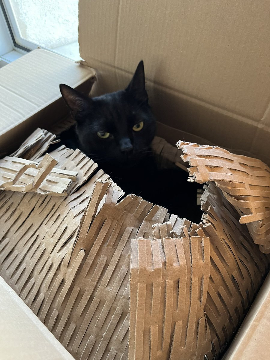 kociu91's tweet image. Z przyjemniejszych rzeczy dzisiaj.
Przyszedł także do mnie kalendarz adwentowy z #LegoCity na 2024 rok a mój kochany Batmanik #BatmanTheCat zarekwirował karton z tego tytułu😹🐈‍⬛

CC @Pierdolkowe @PestkaPL @Basiowe_kotki @G_Zabiegly @TomekC89 @owlbrom @tsumidesho @misia_domi