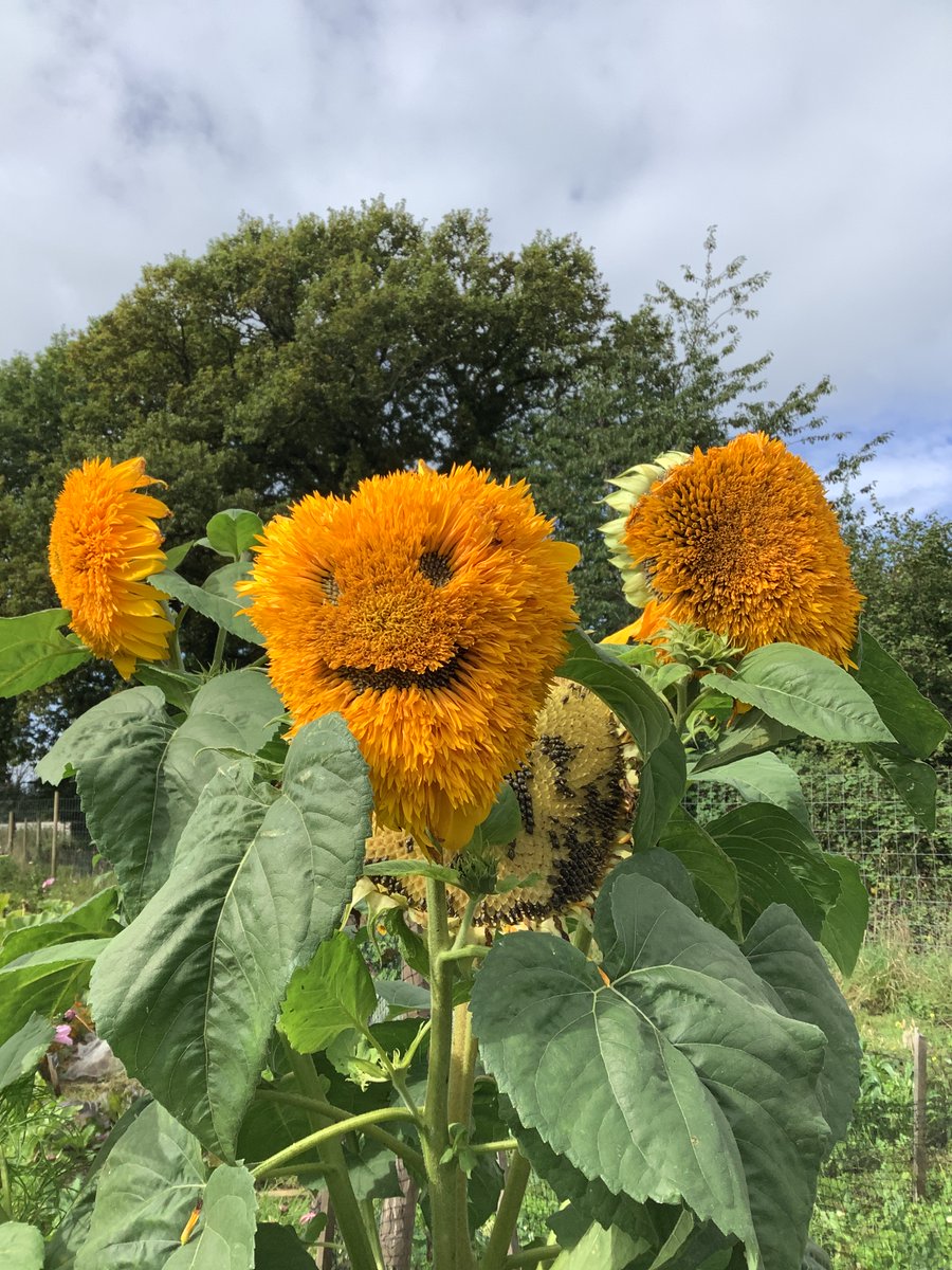 Carterhatch Junior School tweet media