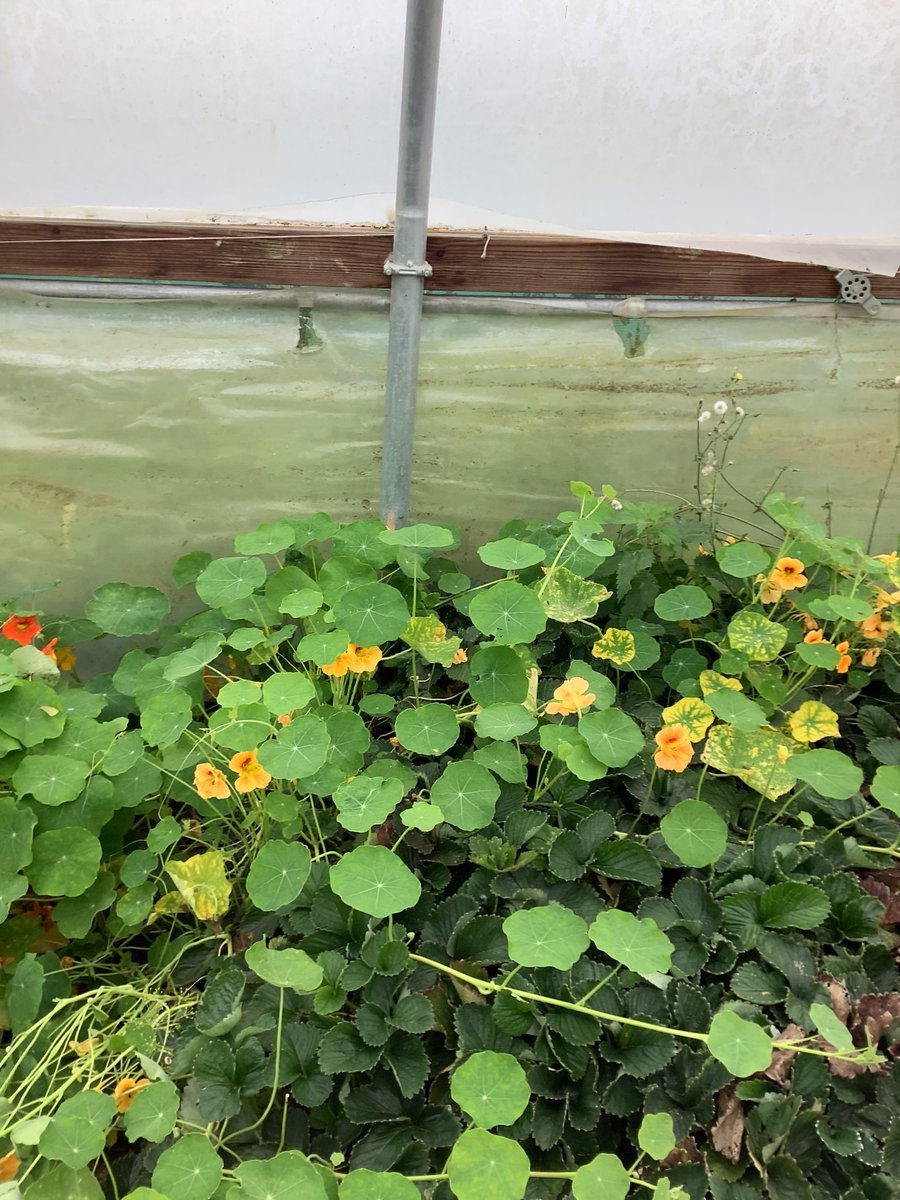 Carterhatch Junior School tweet media