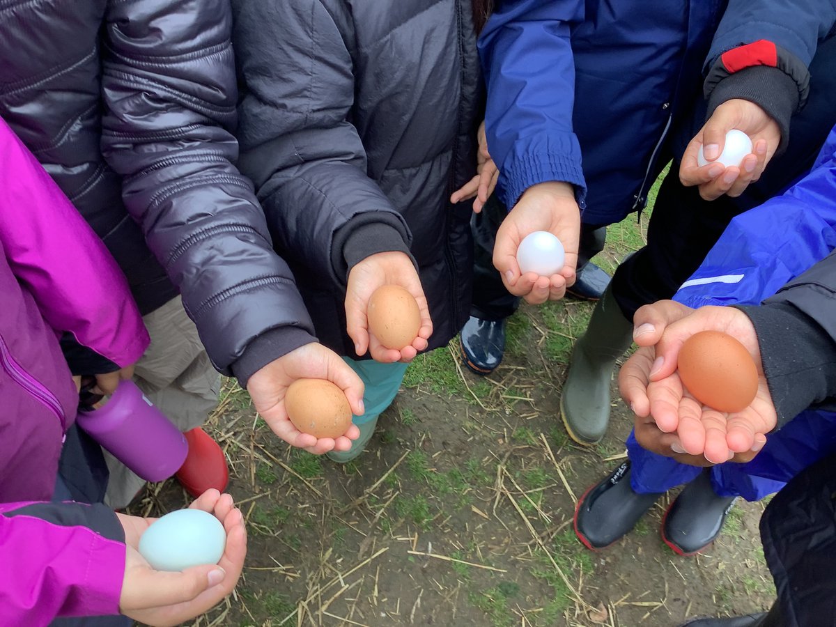 Carterhatch Junior School tweet media