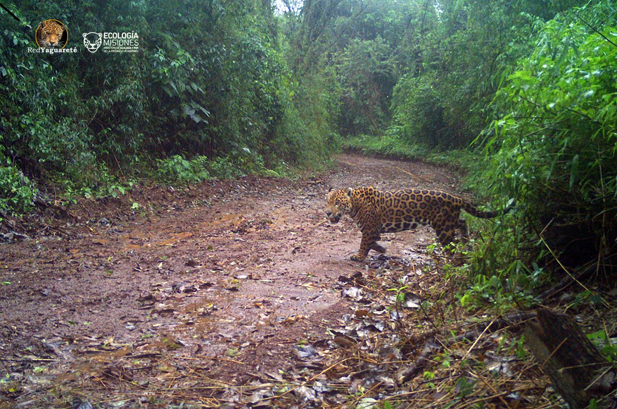 SOBRE LA PRESENCIA DE YAGUARETÉS EN CERCANÍA DE COMUNIDADES RURALES.

Compartimos nuestra opinión y propuestas respecto a qué hacer cuando esto ocurre, lo cual es bastante frecuente.

redyaguarete.org.ar/difusion/sobre…