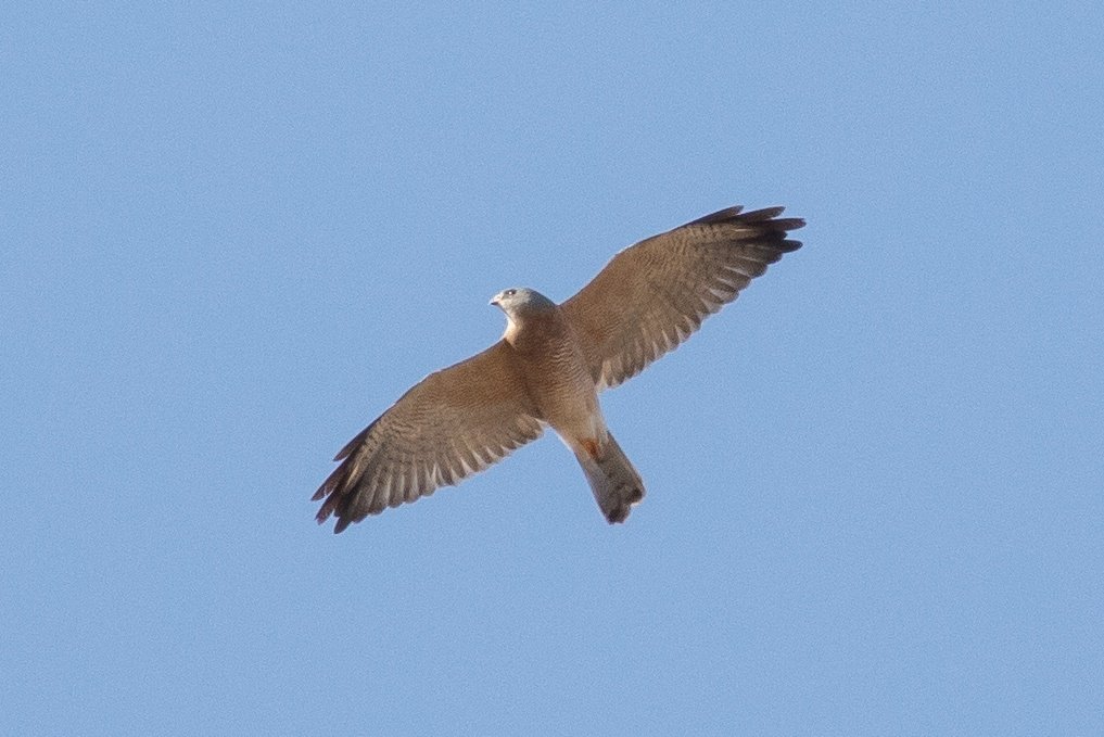 Daniel Langston tweet media