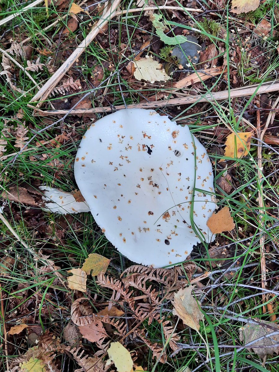 @HeronMountain tweet media