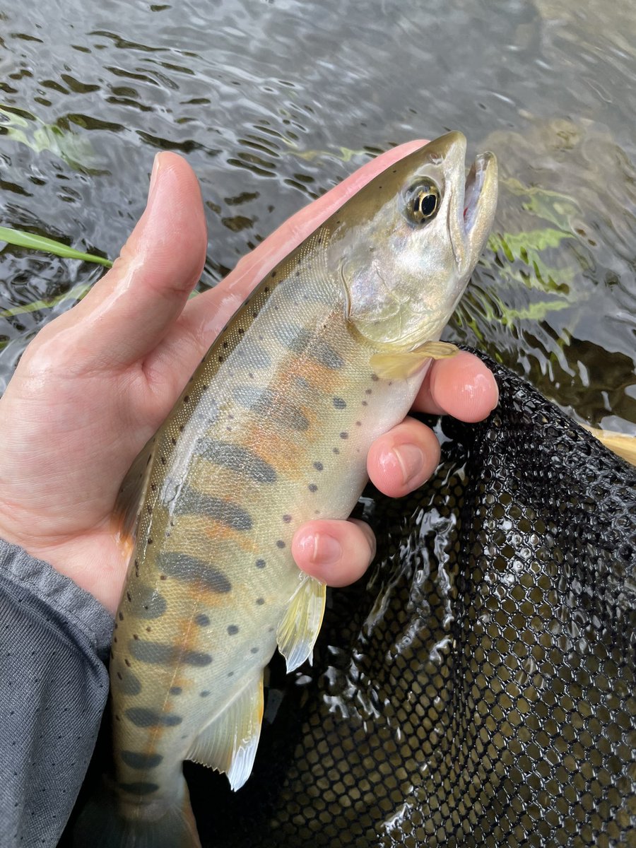一本目は27センチのヤマメでした🙌