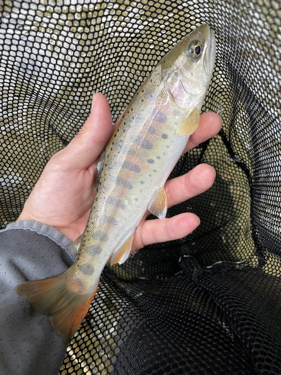 2本目もヤマメ ！
ニジマスは...🤔？