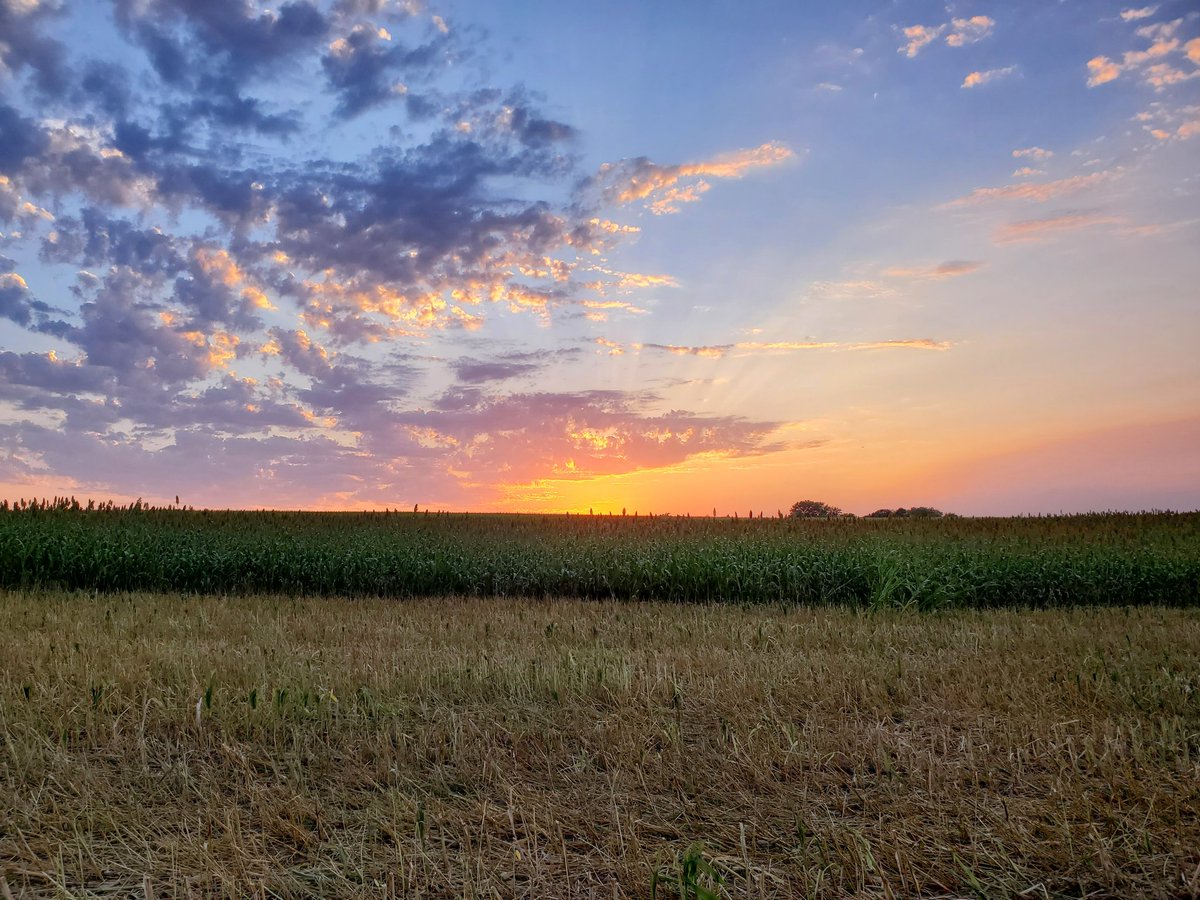 kruser02's tweet image. Sunset over sorghum