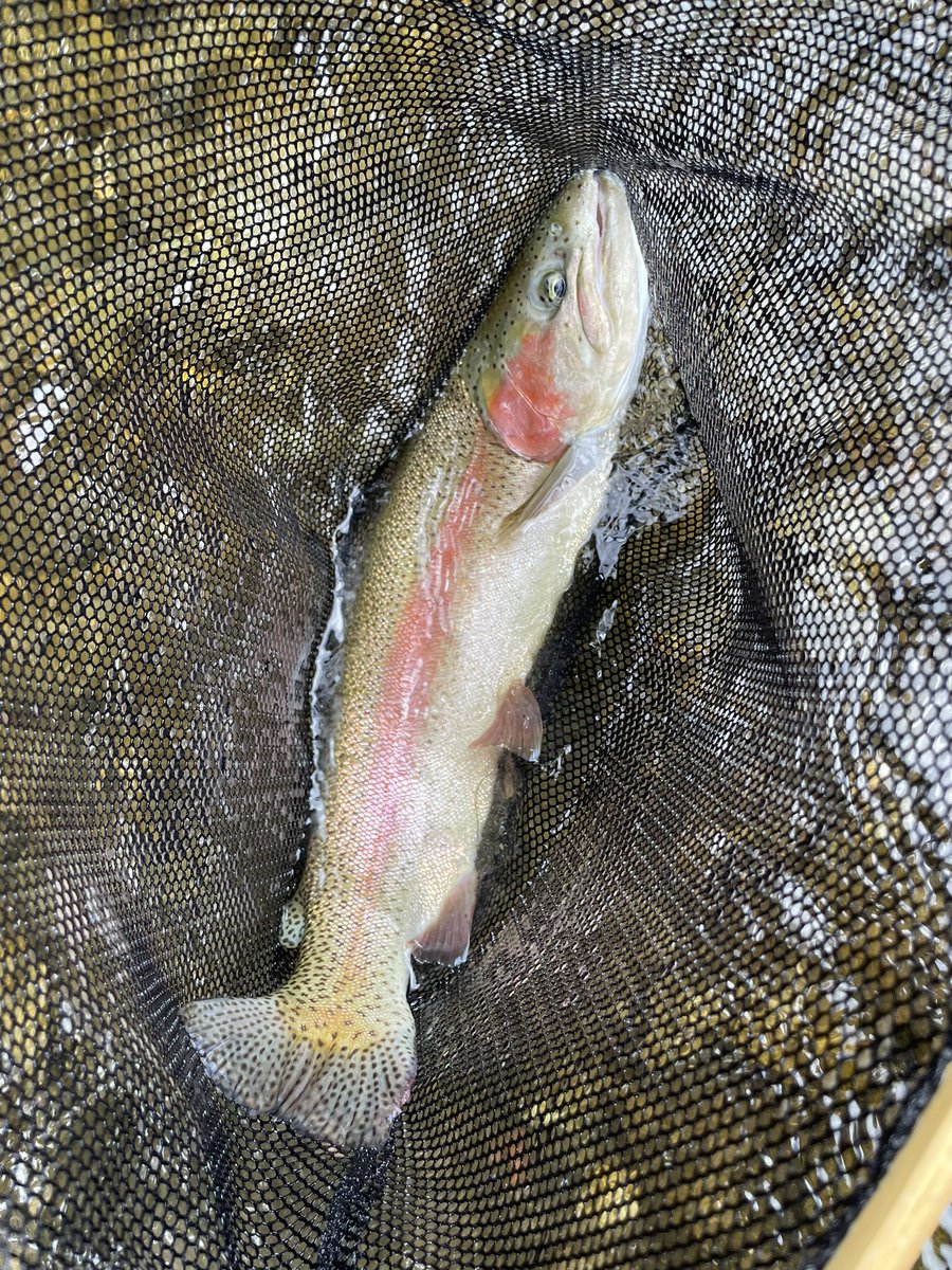 とんでもないのが釣れてしまって手が震えてる