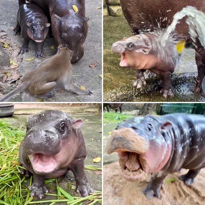 Discovering Moo-Deng the baby hippo has probably been the first time since 2016 I’ve enjoyed having this
