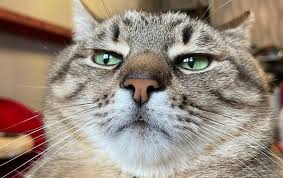 9GONFT's tweet photo. https://t.co/fTdS66kHpJ  👈👈👈
meow meow kittens, zhdy vsex naxyu` 😼 https://t.co/uPXxHcRcIu