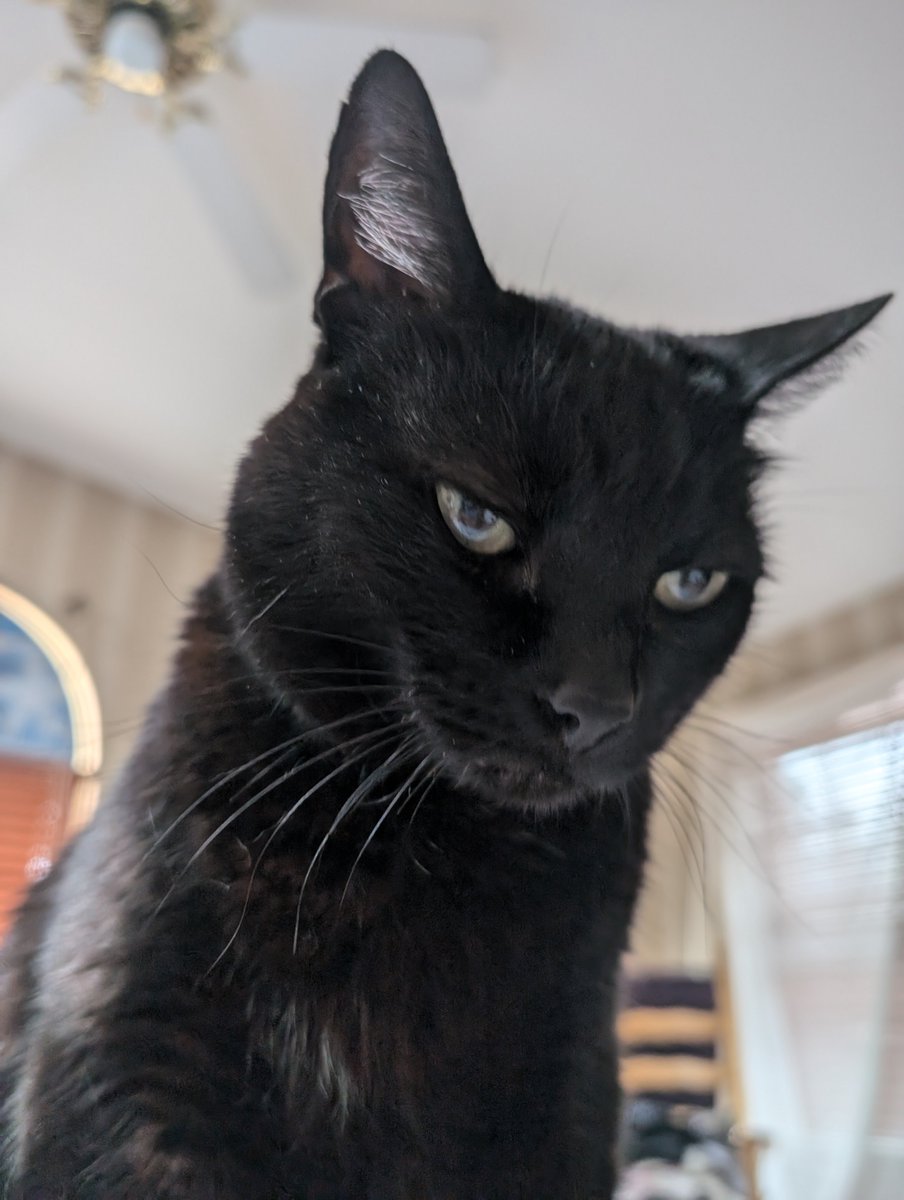#catsjudgingJD