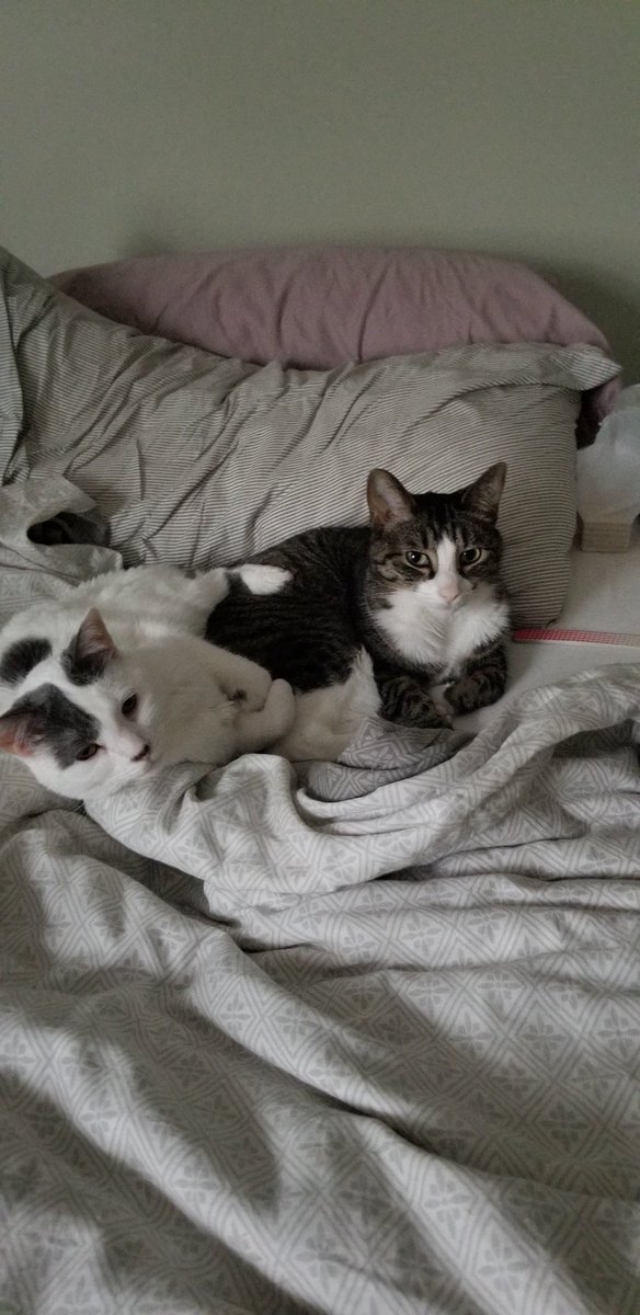 Yep, my cats are #catsjudgingjd too, <a href="/BitchestheCat/">A Cat Named Bitches</a>