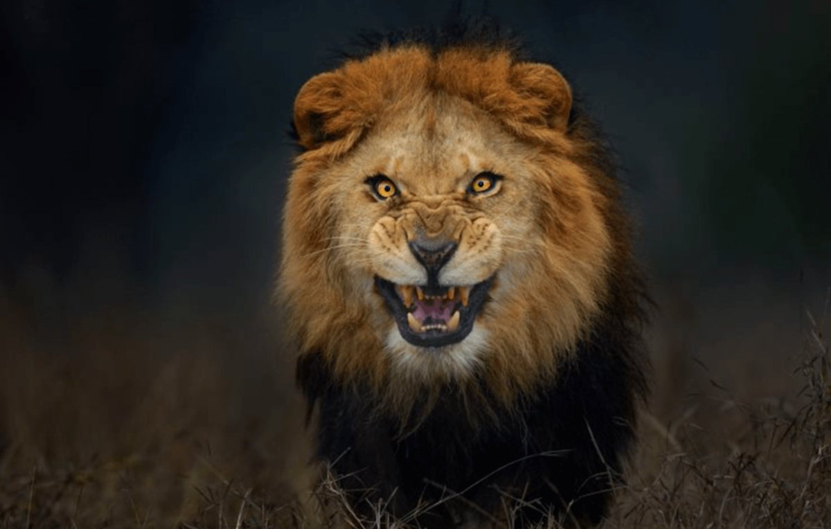 Creepy.org tweet media