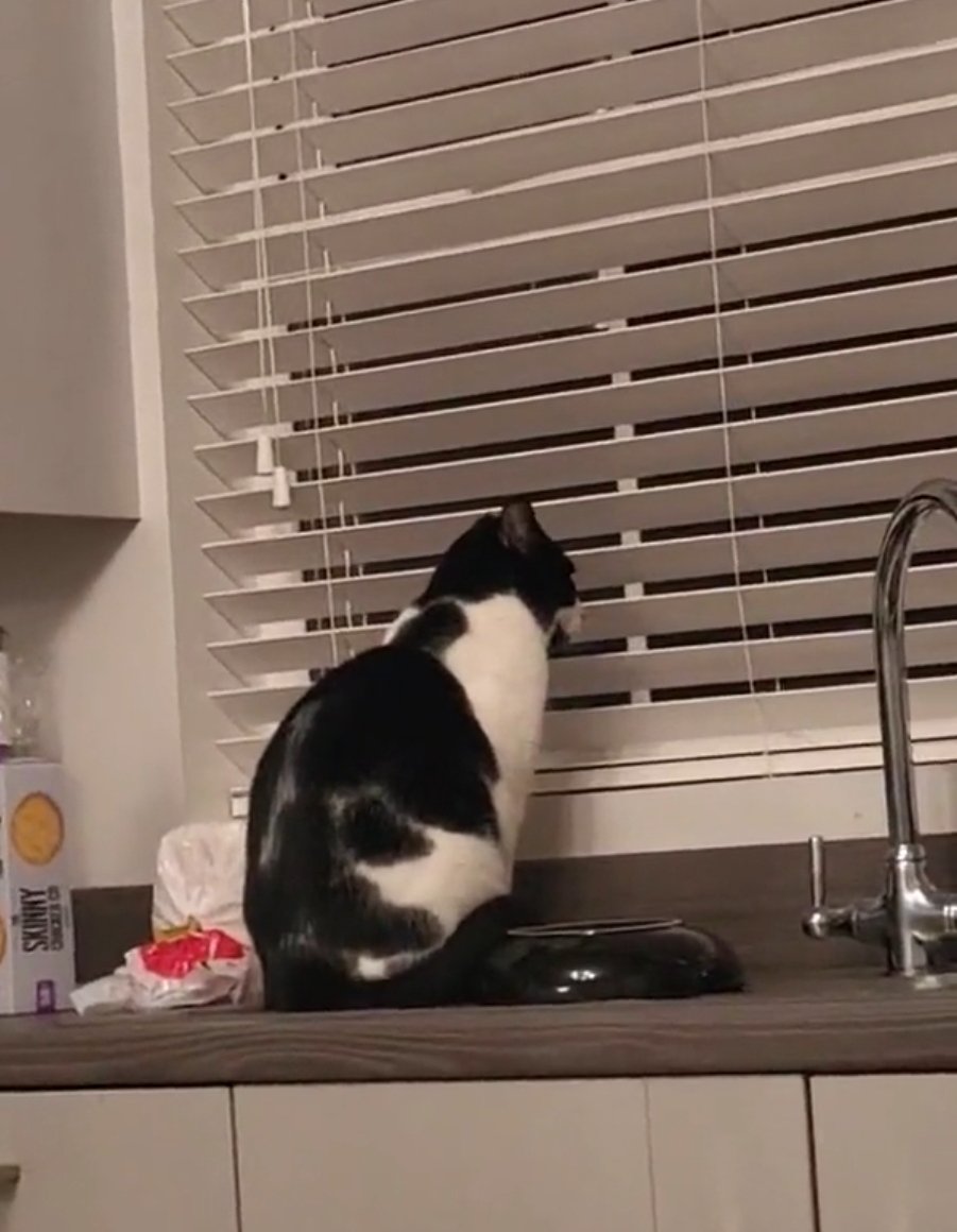 Just told Reggie the news about Dave Grohl.