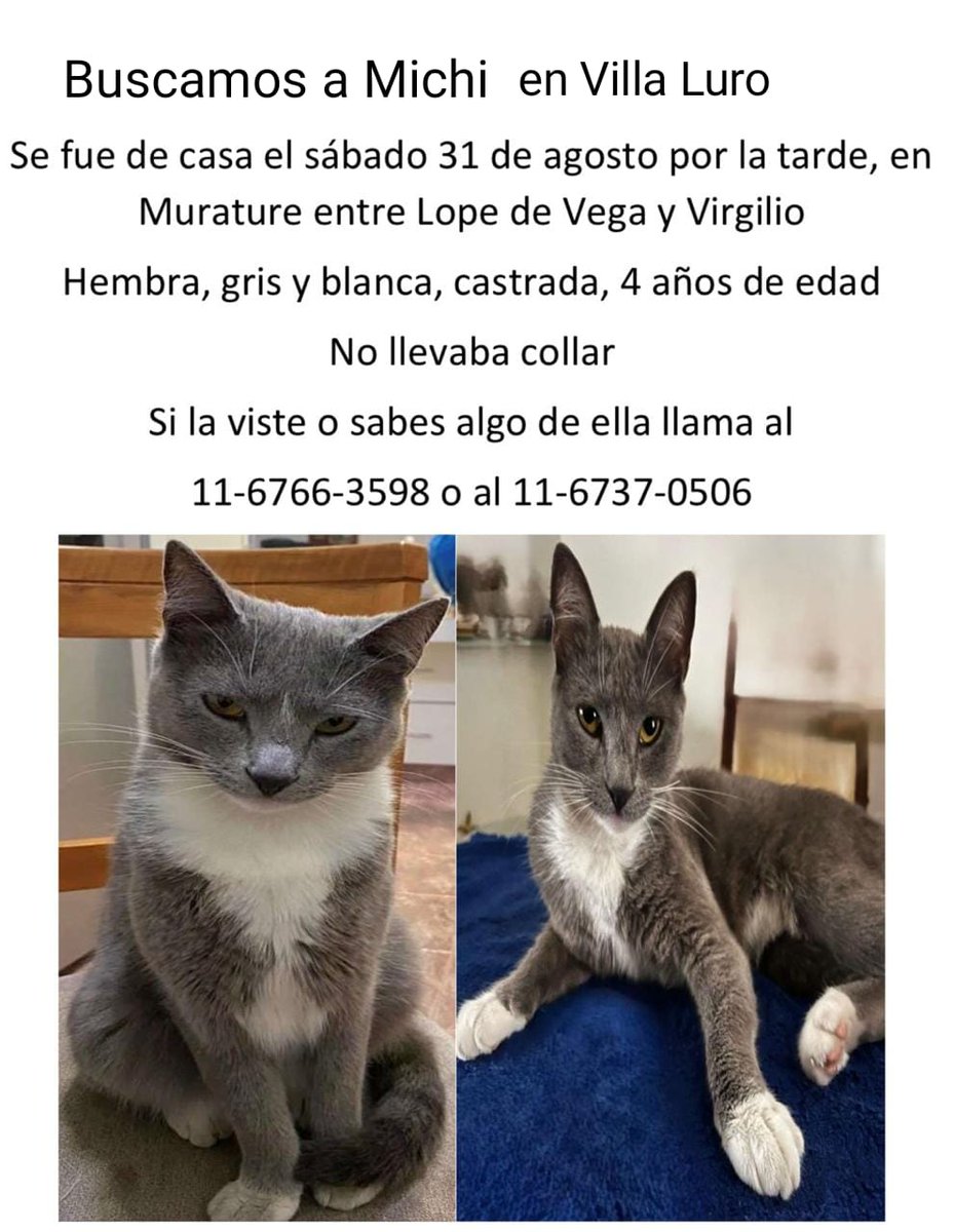 alilaabril's tweet image. Mi Papá de 86 años y mi Mamá de 80 están desesperados buscando a Michi. Nos ayudan con rt @flandivar @majogm @aaguvolpato @lagarzasosa_ @Martulity Ojalá nos ayuden a encontrarla