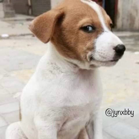 jynxbby's tweet photo. “you’re the first girl i ever brought home”

his dog: https://t.co/w69axGBHjJ