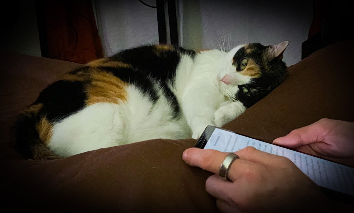 Schrody_Cat's tweet photo. She's the apple of her daddy's eyes! #Patches laying on dad's knee while he reads. https://t.co/CI0NngoUt6