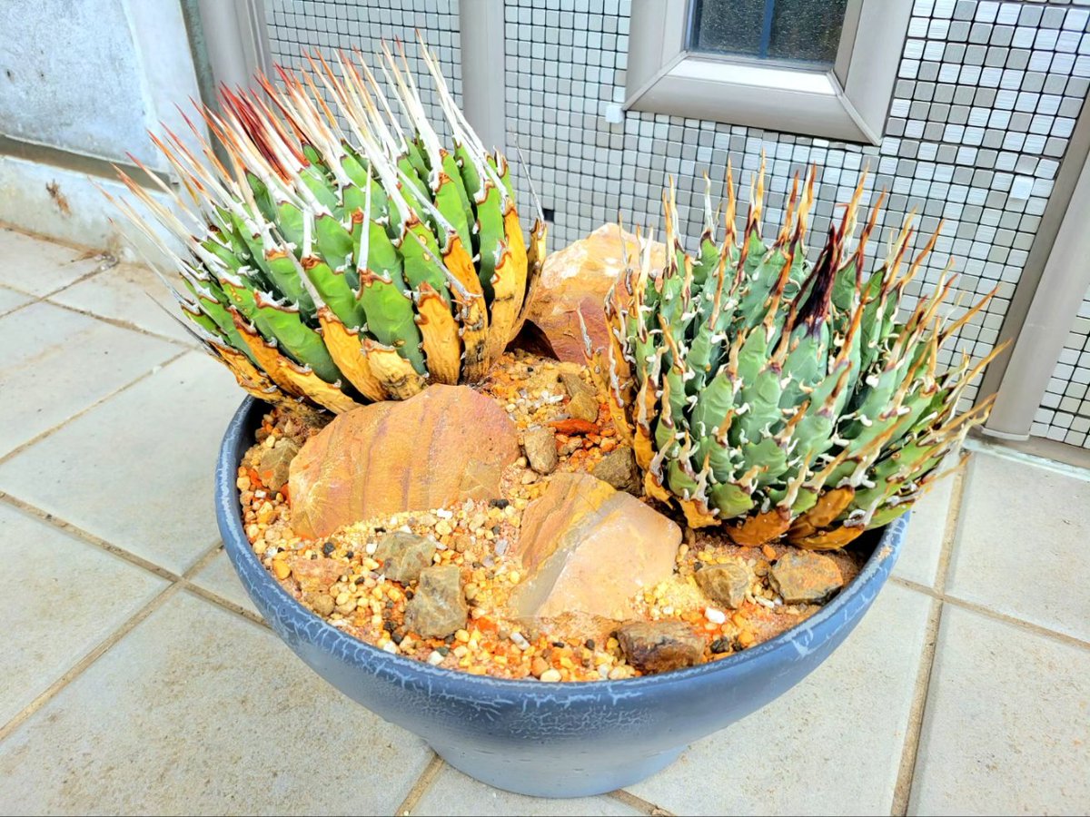 Agave utahensis var. eborispina 先日、ベアルートで迎えた