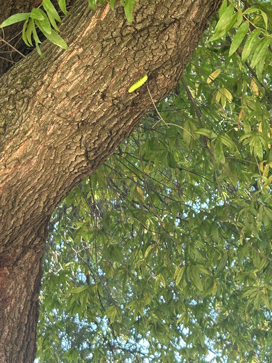 Ms_Welch1's tweet photo. We made a new friend at recess! All the first graders were so excited to observe this huge caterpillar we found! 🐛 https://t.co/bzCWCI6UoN