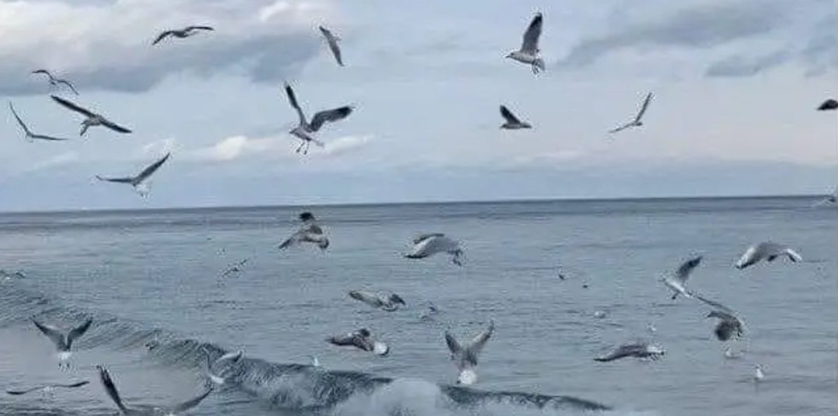يوماً ما ستفهم جيدًا 
أن الأشياء ترحلُ إذا لم تجد الاحتواء

وأن الحياة لاتقف أبدًا على عتبة أحد فاالجميع حكاية وتنتهي
 فمن يريدك سيحبك كما انت بعيوبك
فالناس تستيقظ كل يوم بمشاعر مختلفه 

قد يتخلون عنك لأتفه سبب
كُن قريباً ممن يُشعرك بالفرح
ورفيقاً لِمن يرى في قُربك السعادة